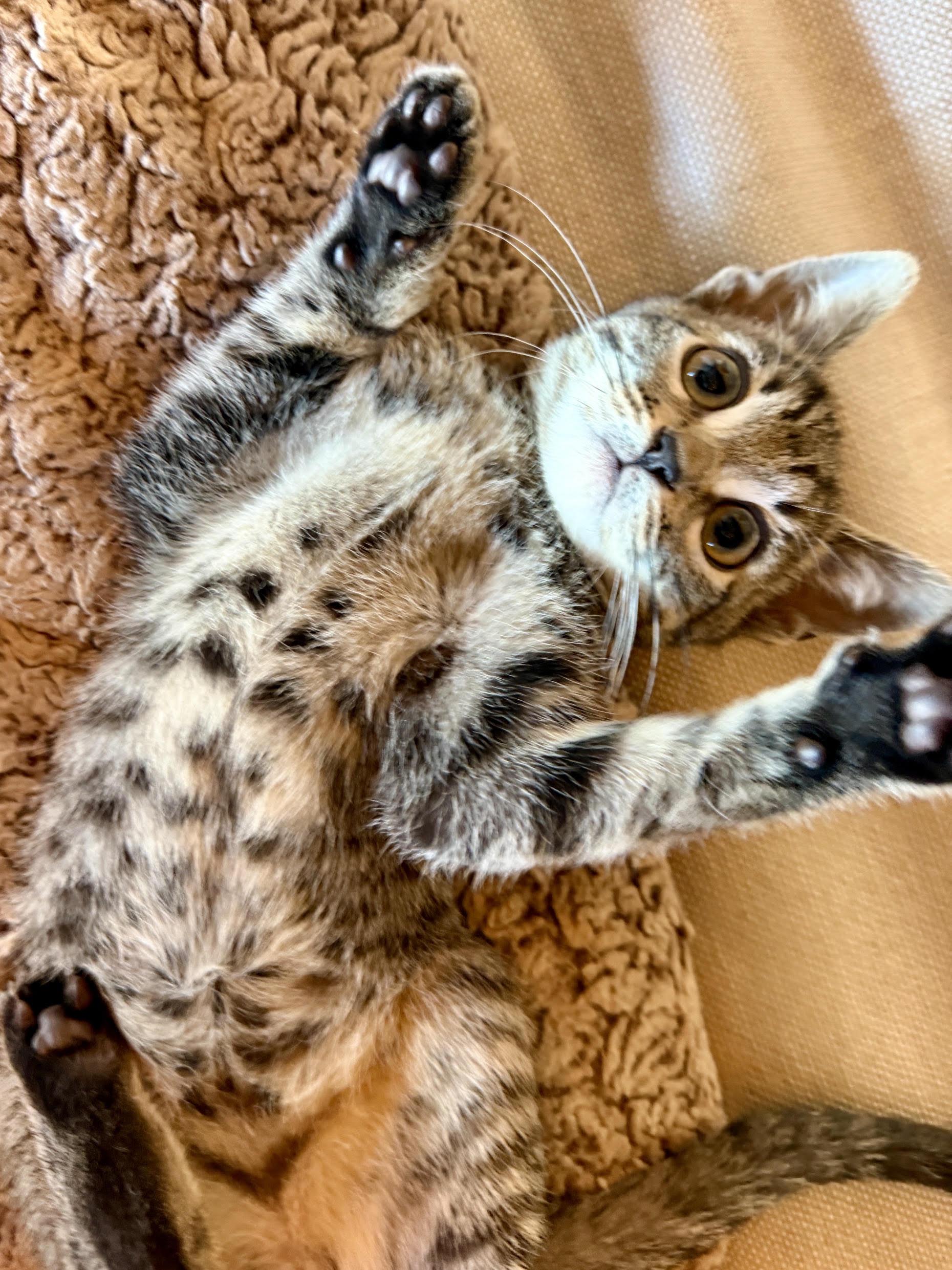 Shag, an adopted Domestic Short Hair in Los Angeles, CA image 6/6
