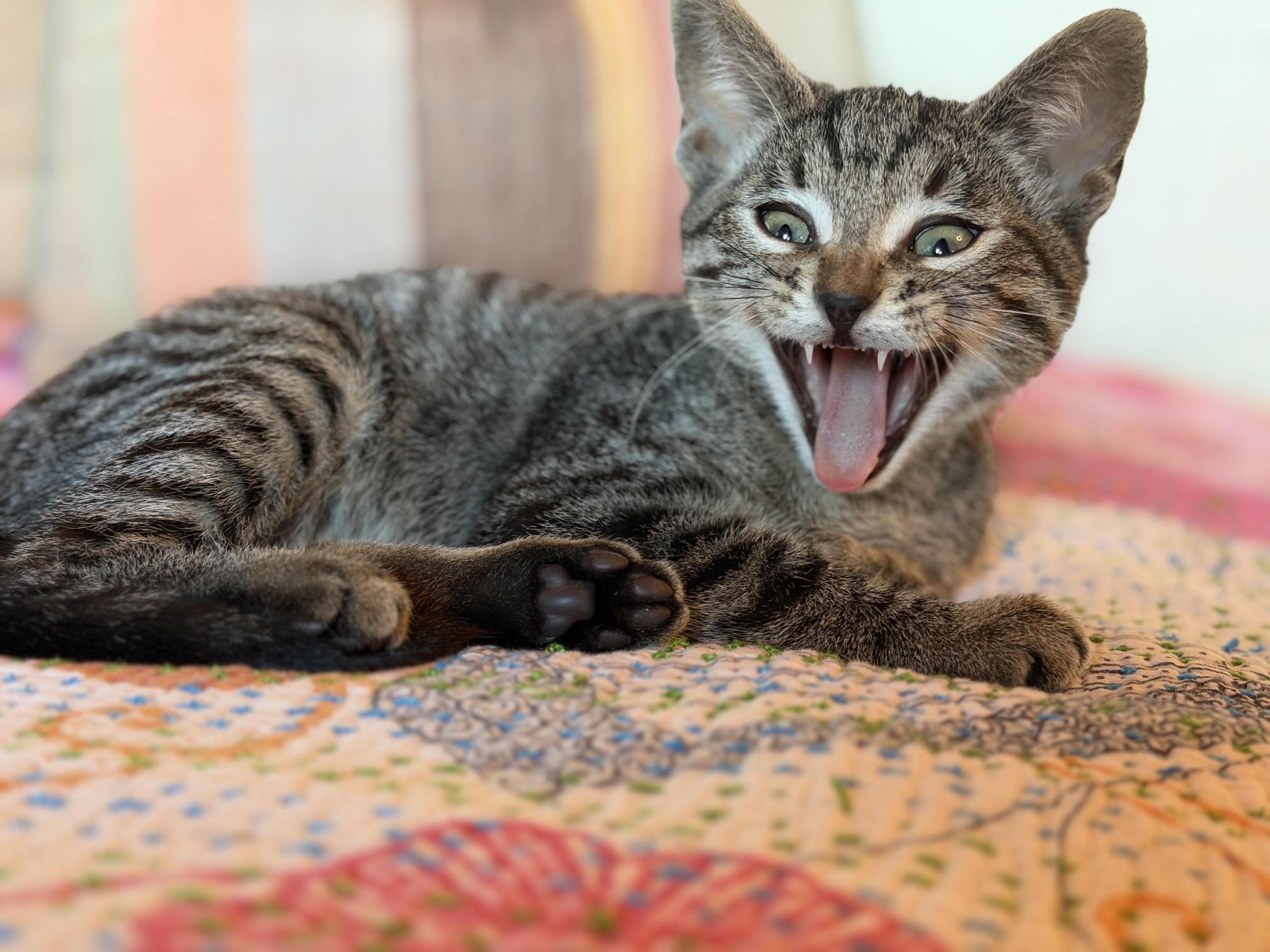 Shag, an adopted Domestic Short Hair in Los Angeles, CA image 3/6