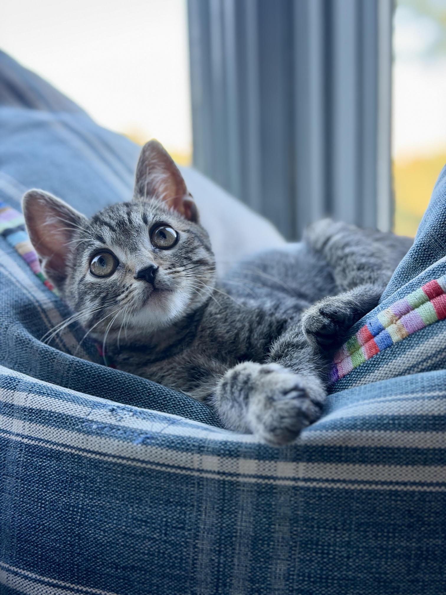 Shag, adopted, Kitten Female Domestic Short Hair.