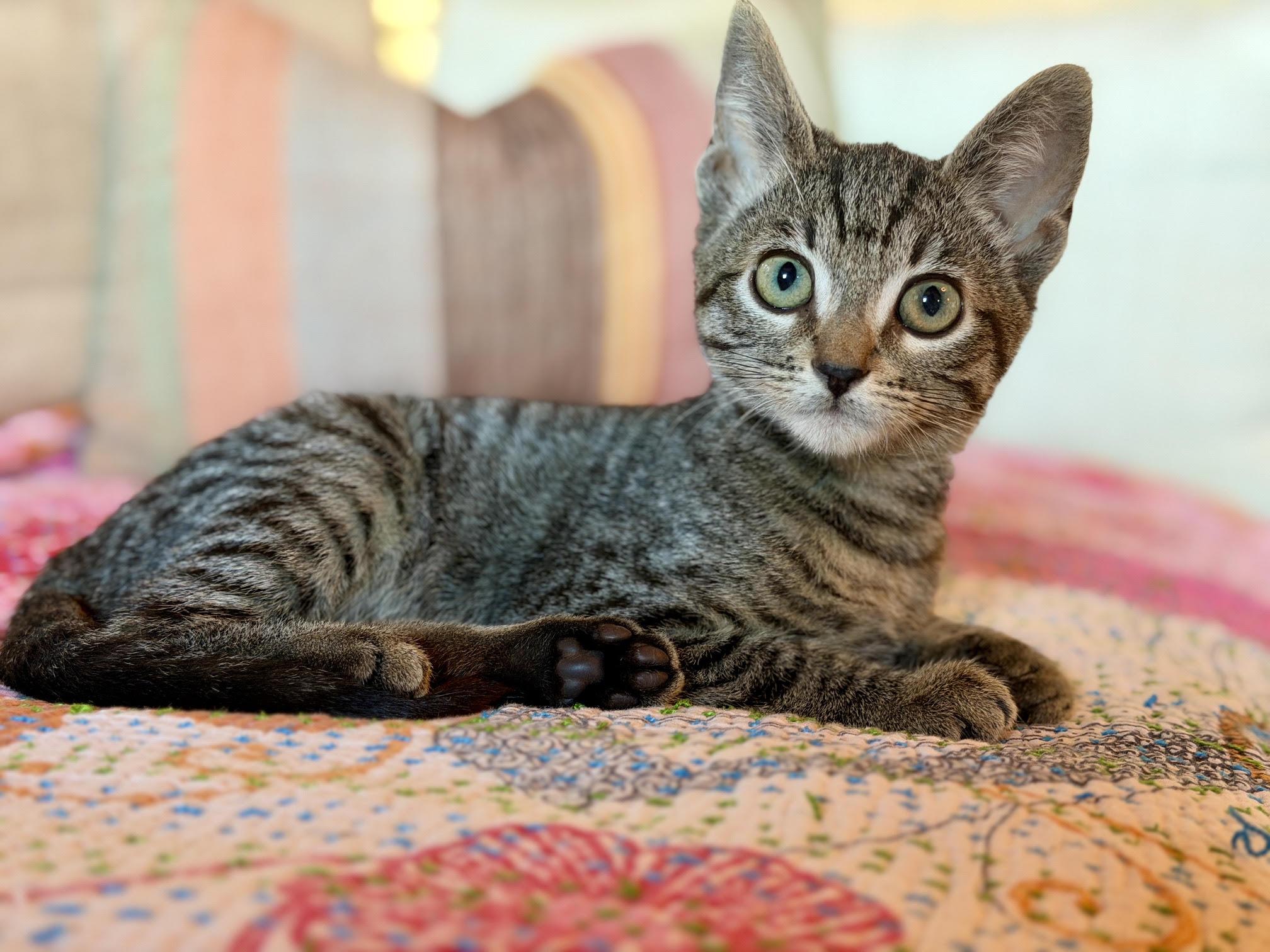 Shag, an adopted Domestic Short Hair in Los Angeles, CA image 5/6