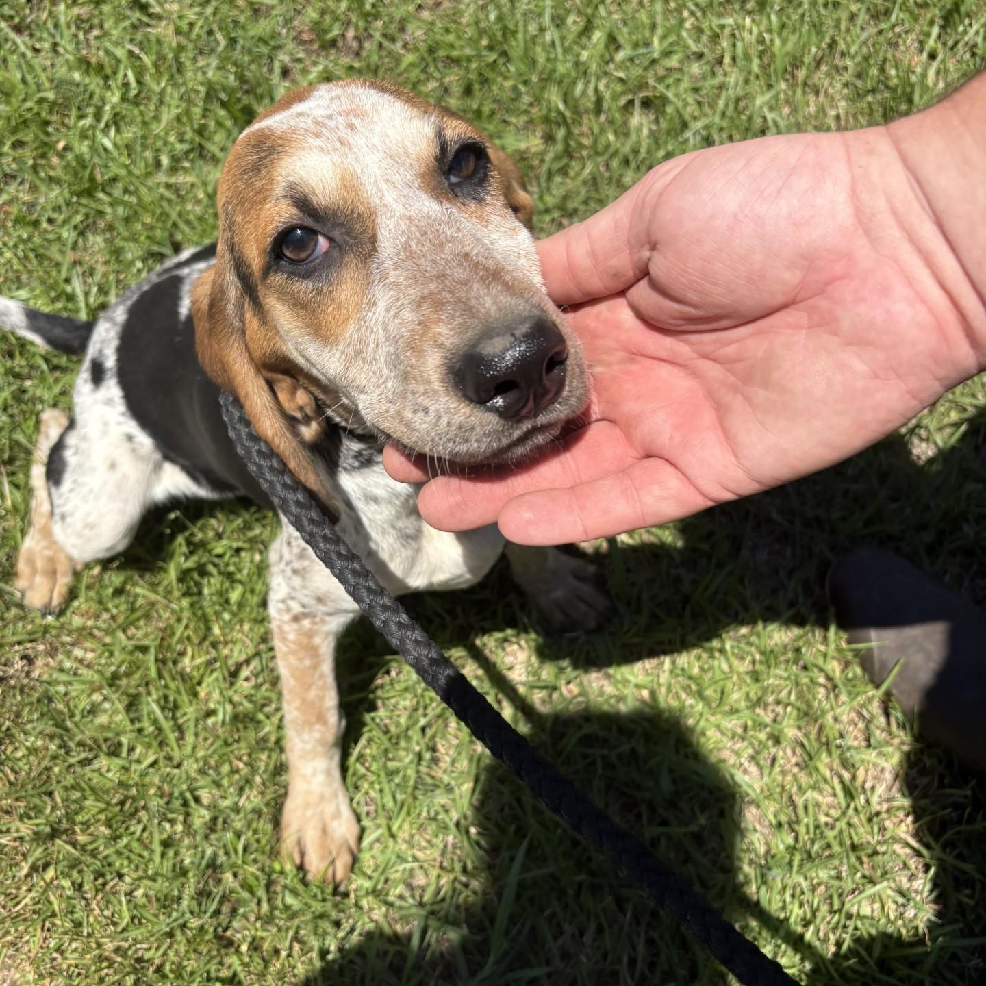 Enlarge Wilma, a ADOPTABLE Bluetick Coonhound in Elberon, VA image 1/1