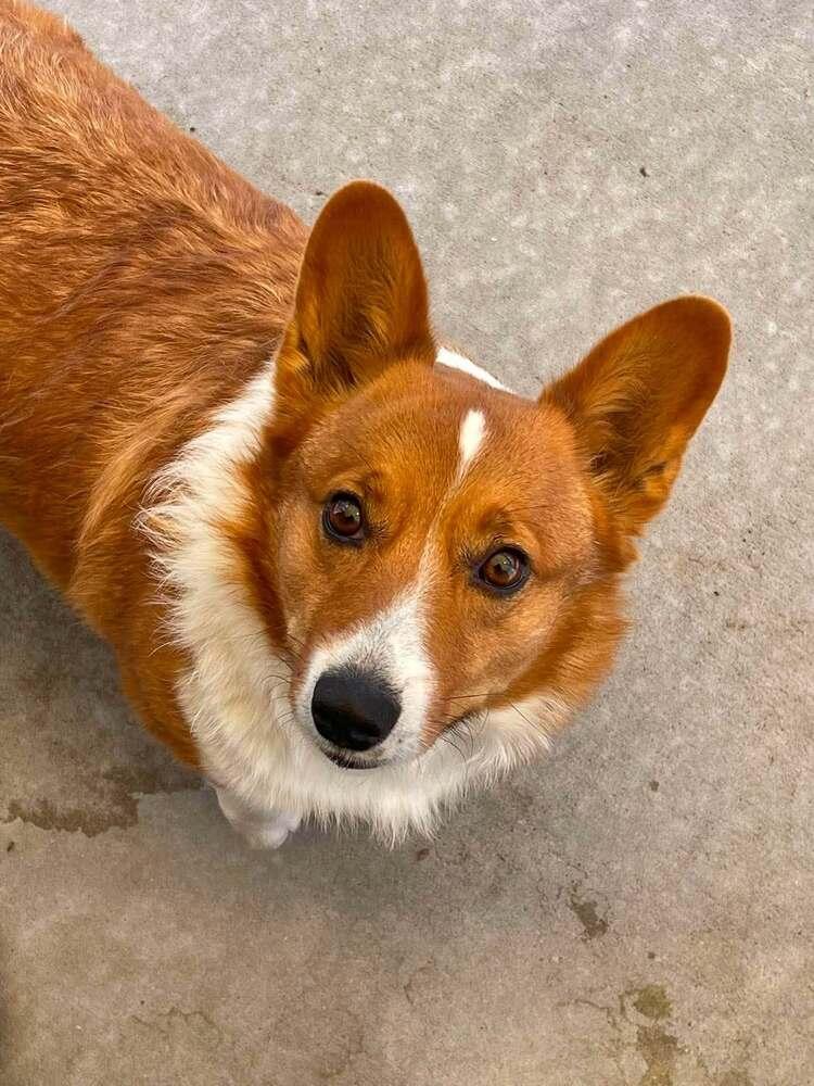 Shittake, Adopted, Adult Female Corgi.