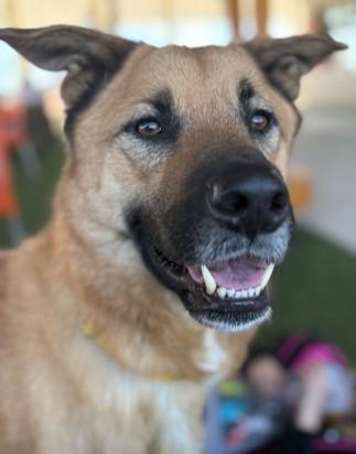 Willis, Adoptable, Adult Male Mixed Breed & Mixed Breed.