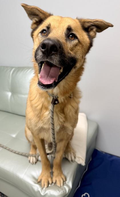 Enlarge Willis, a Adoptable mixed breed in Cincinnati, OH image 2/3