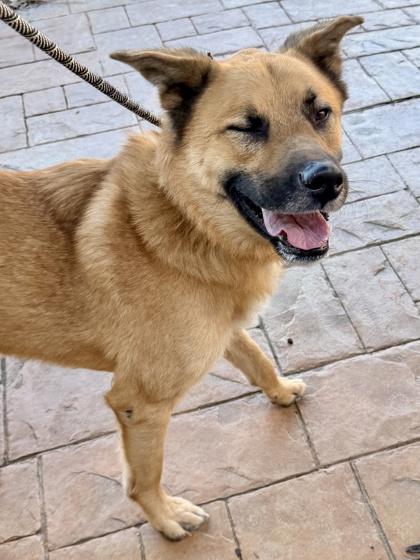 Enlarge Willis, a Adoptable mixed breed in Cincinnati, OH image 3/3