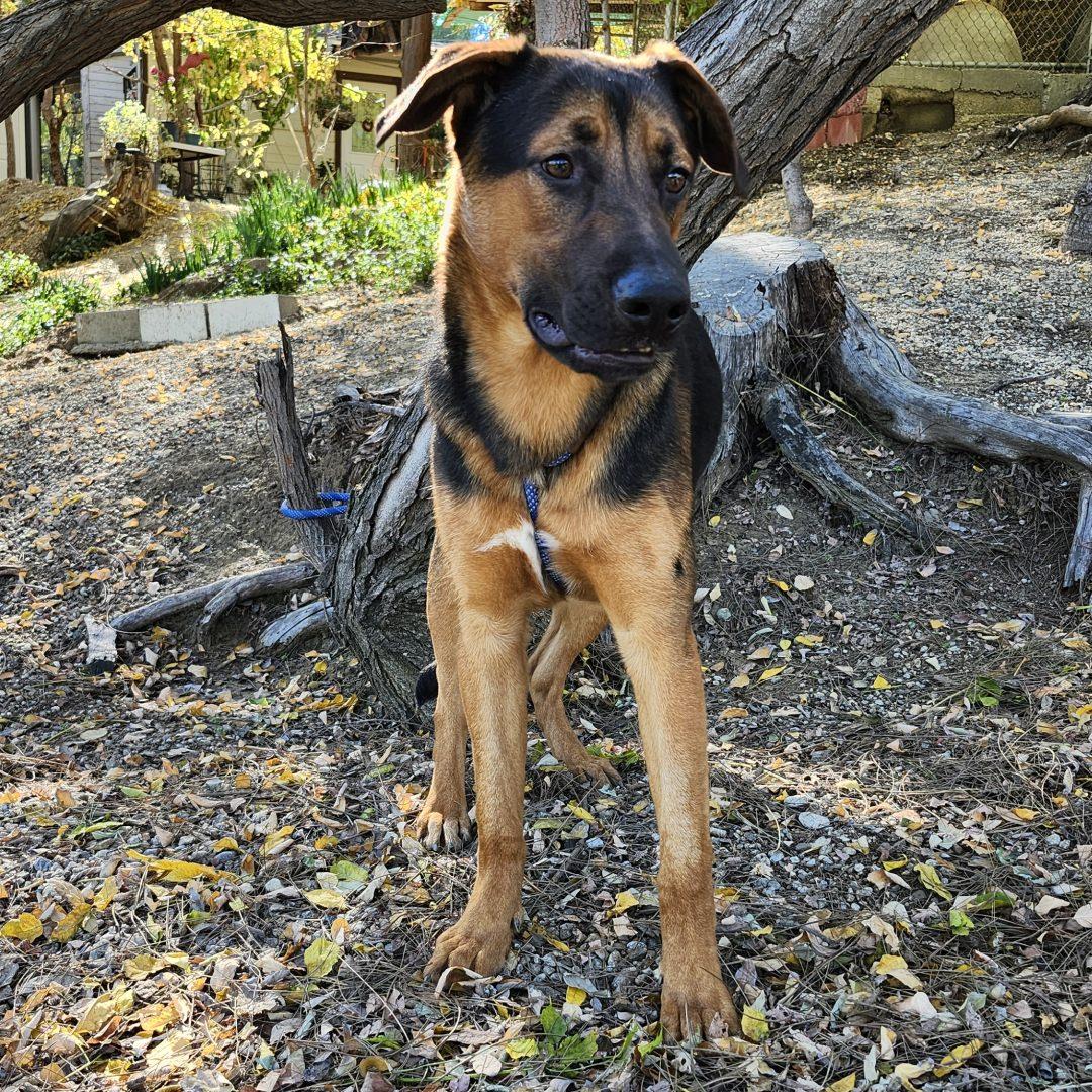 Enlarge Ping, a ADOPTABLE mixed breed in Burbank, CA image 4/4
