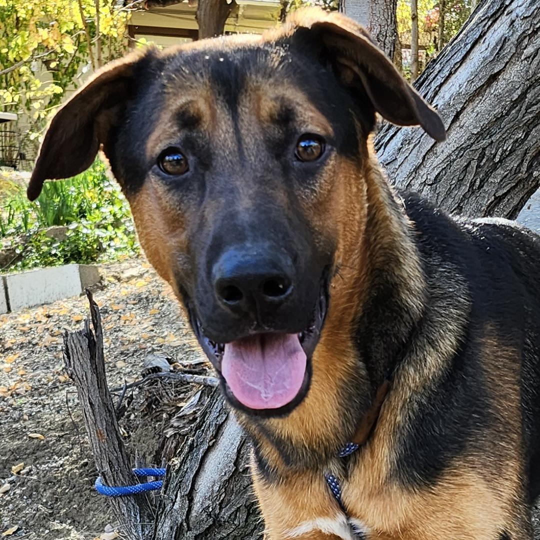 Ping, ADOPTABLE, Puppy Male German Shepherd Dog.