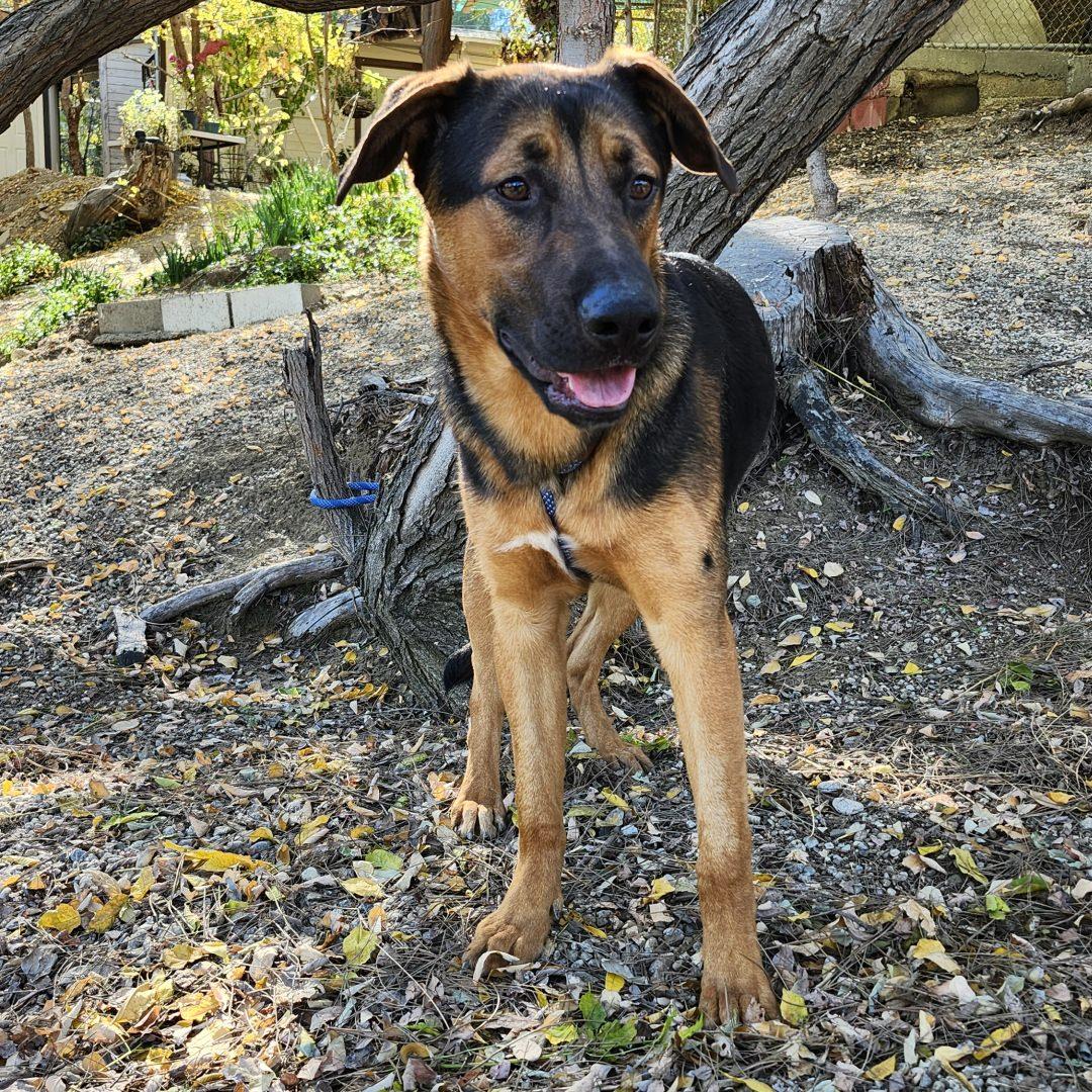 Enlarge Ping, a ADOPTABLE mixed breed in Burbank, CA image 3/4