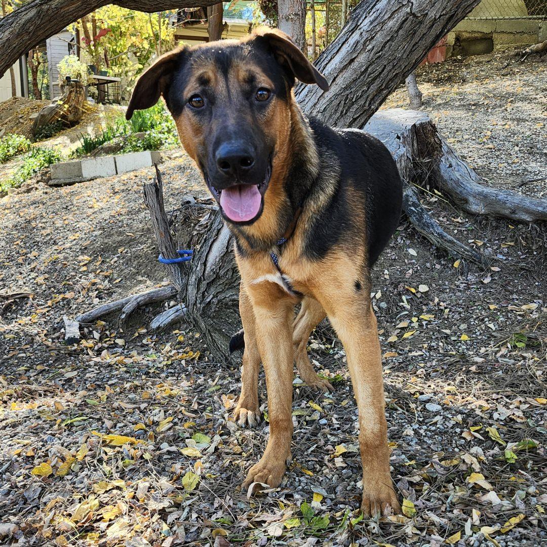 Enlarge Ping, a ADOPTABLE mixed breed in Burbank, CA image 2/4