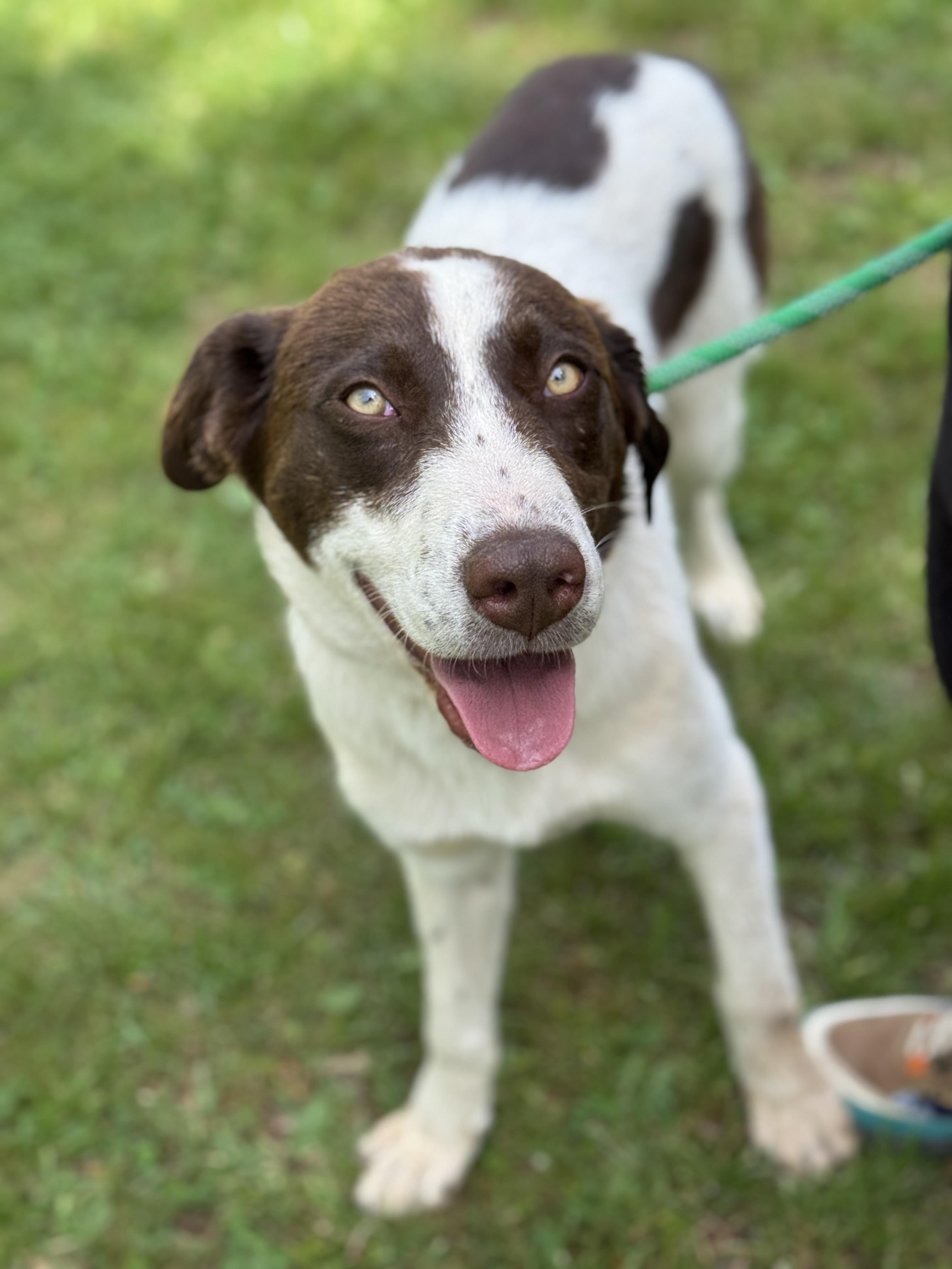 Enlarge Ezra, a ADOPTABLE mixed breed in Richmond, VA image 6/6