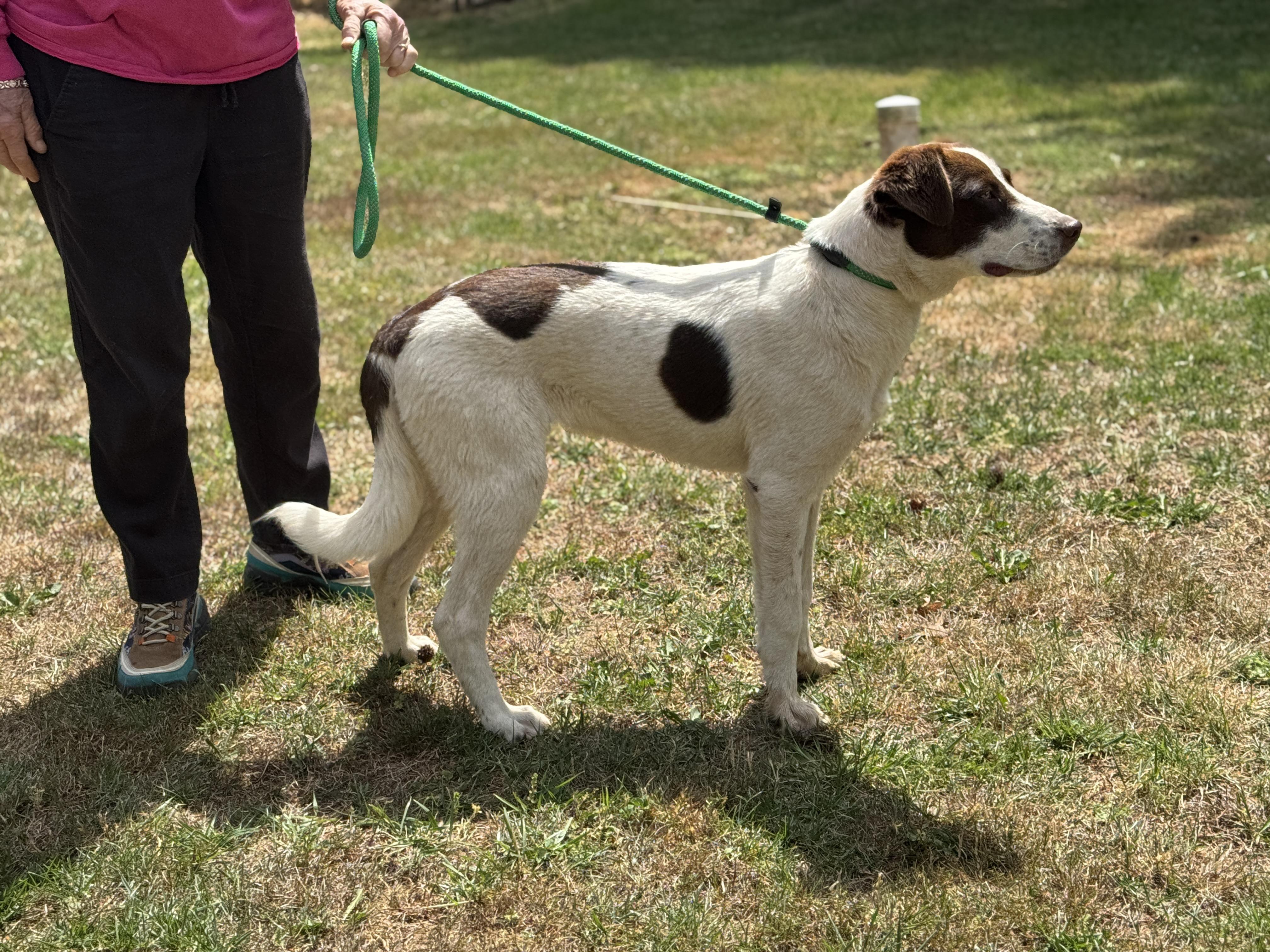 Enlarge Ezra, a ADOPTABLE mixed breed in Richmond, VA image 4/6
