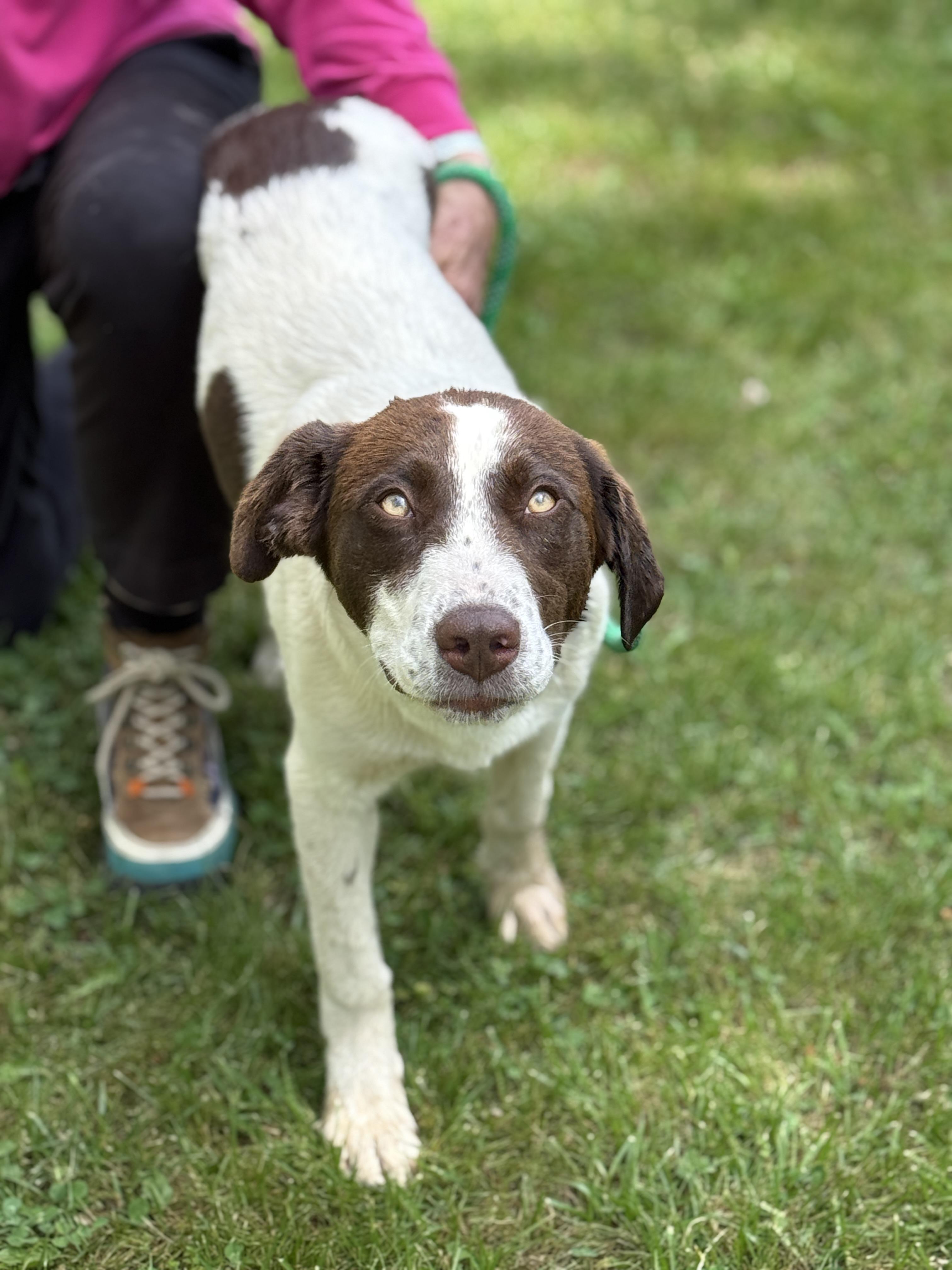 Enlarge Ezra, a ADOPTABLE mixed breed in Richmond, VA image 3/6