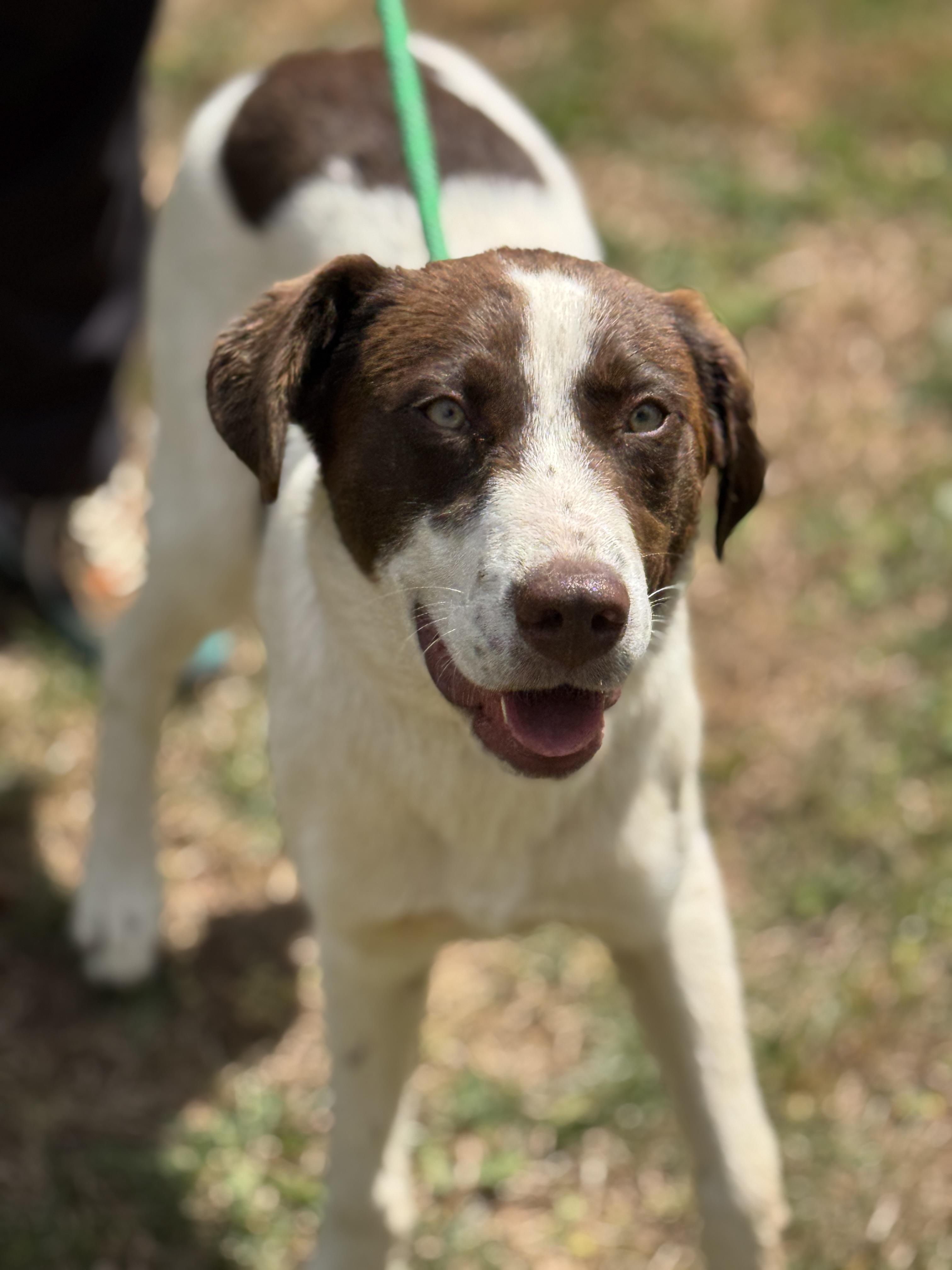Enlarge Ezra, a ADOPTABLE mixed breed in Richmond, VA image 5/6