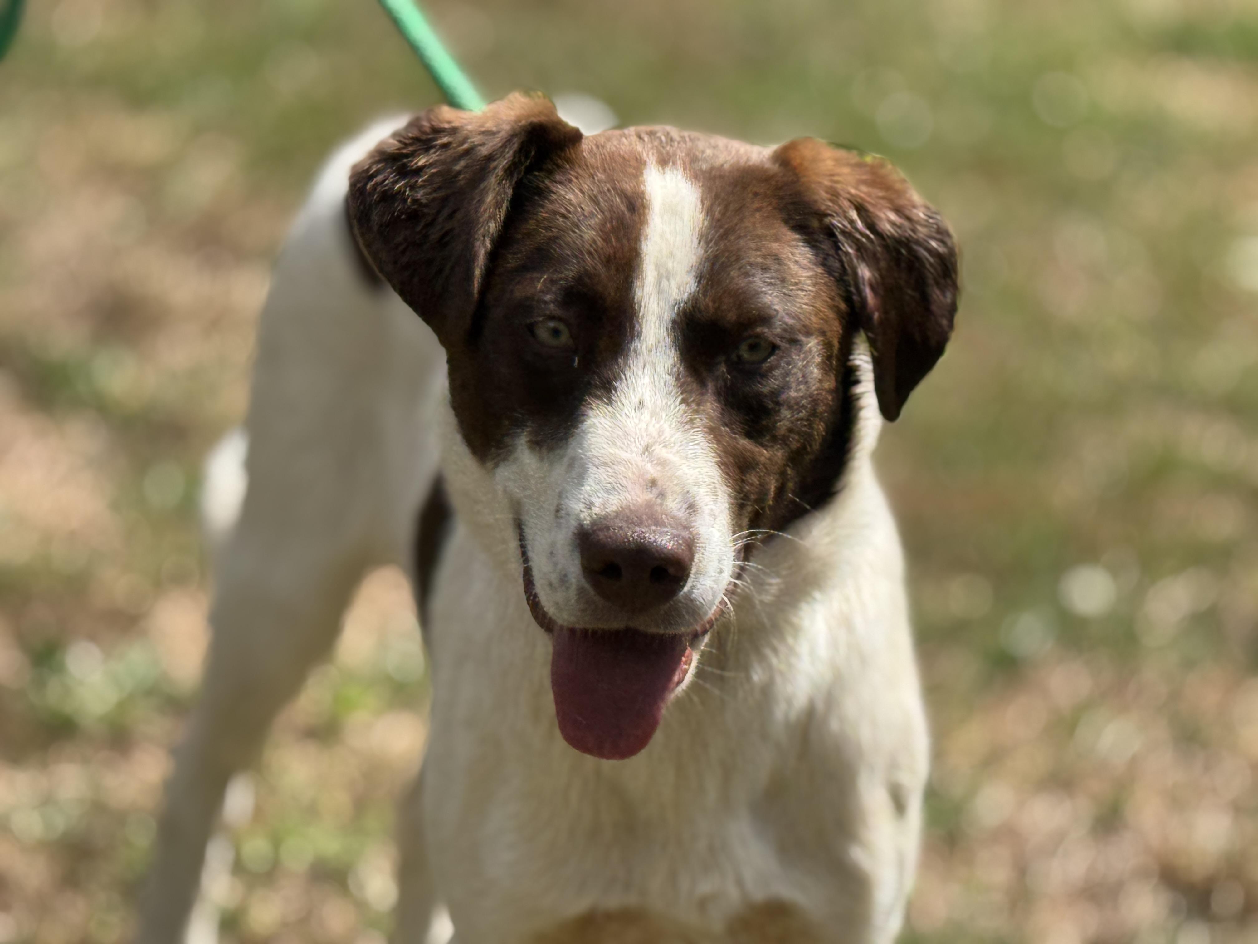 Enlarge Ezra, a ADOPTABLE mixed breed in Richmond, VA image 2/6