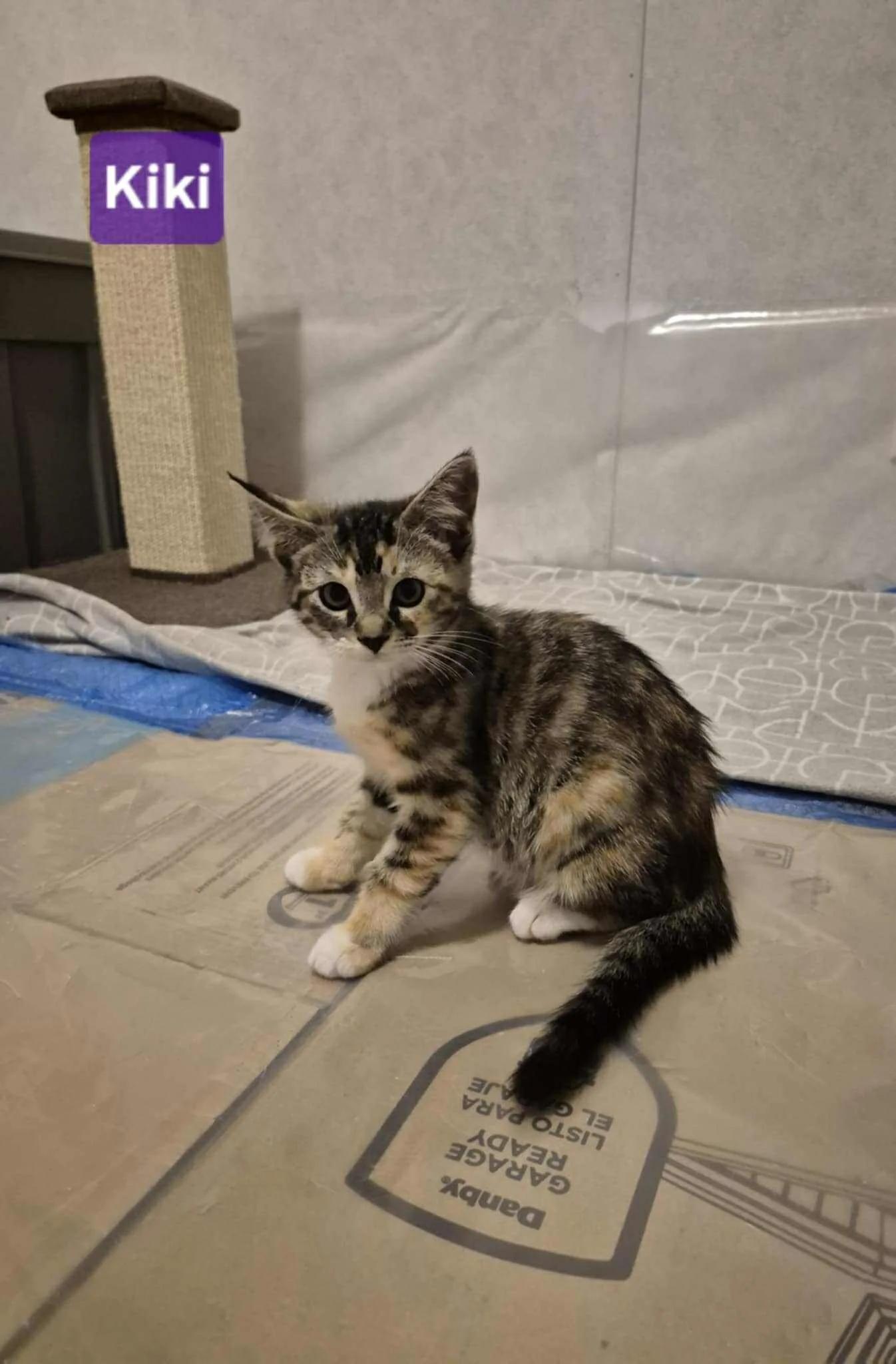 Kiki