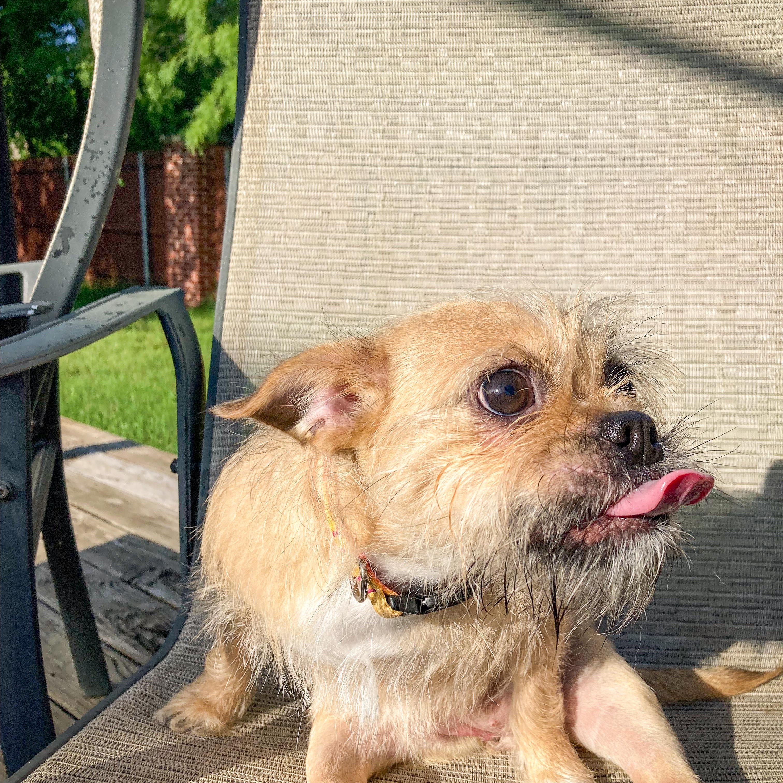 Quinn, a Adoptable mixed breed in San Antonio, TX image 3/5