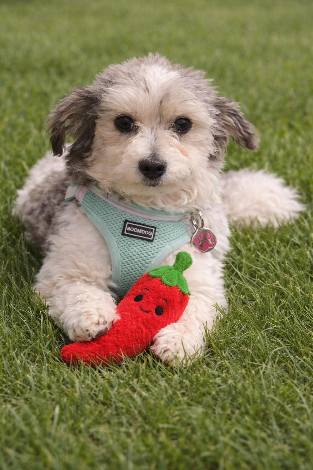 Enlarge Quinn in Romulus, Michigan (near Detroit, Ann Arbor, Dearborn), an adopted Havanese in Livonia, MI image 4/5