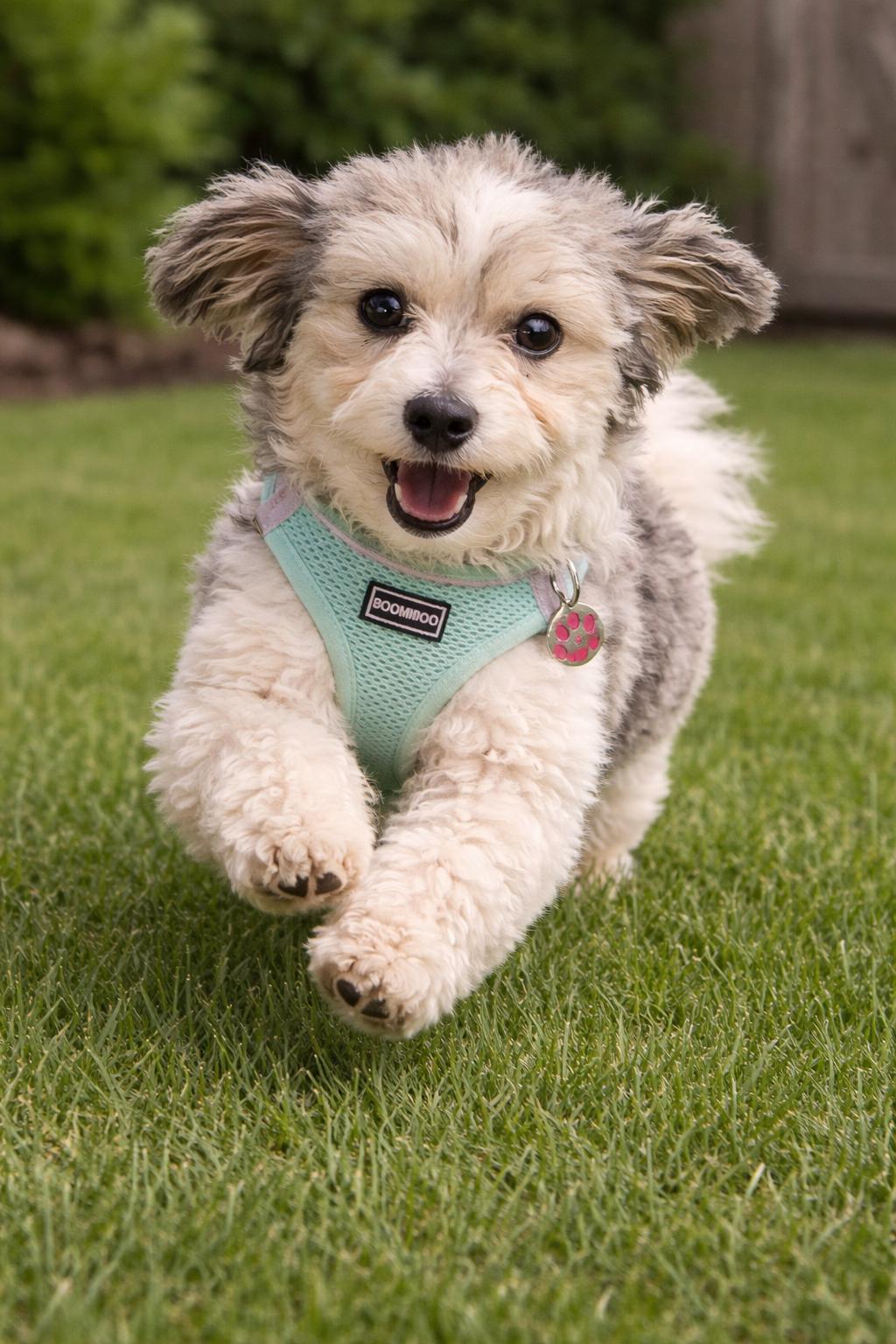 Enlarge Quinn in Romulus, Michigan (near Detroit, Ann Arbor, Dearborn), an adopted Havanese in Livonia, MI image 5/5