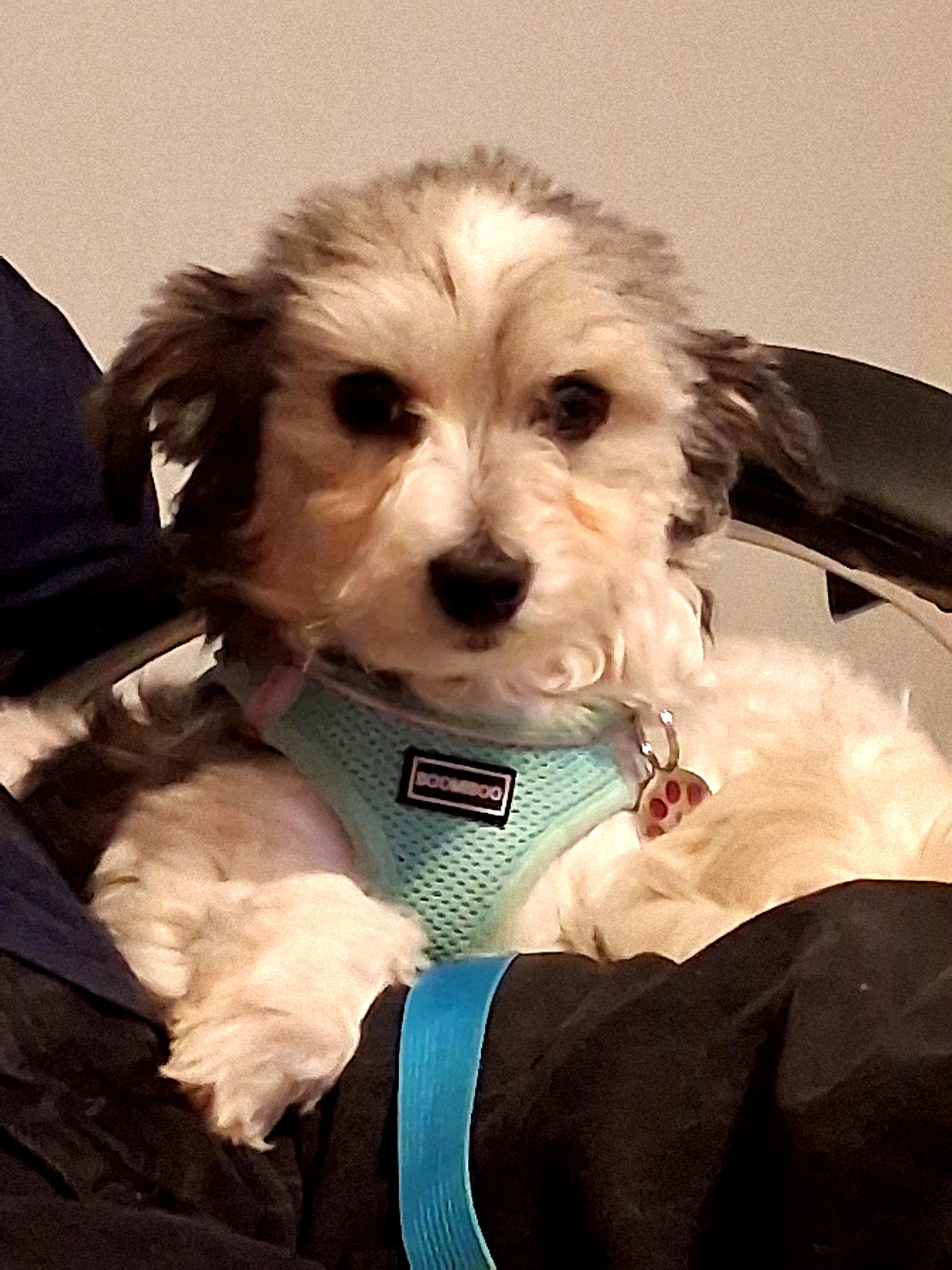 Enlarge Quinn in Romulus, Michigan (near Detroit, Ann Arbor, Dearborn), an adopted Havanese in Livonia, MI image 1/5