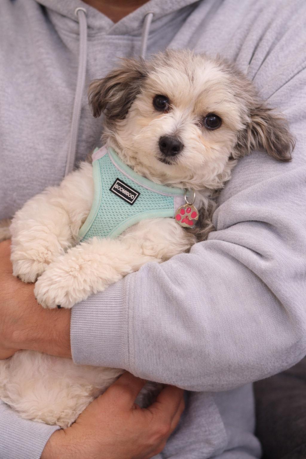 Enlarge Quinn in Romulus, Michigan (near Detroit, Ann Arbor, Dearborn), an adopted Havanese in Livonia, MI image 3/5