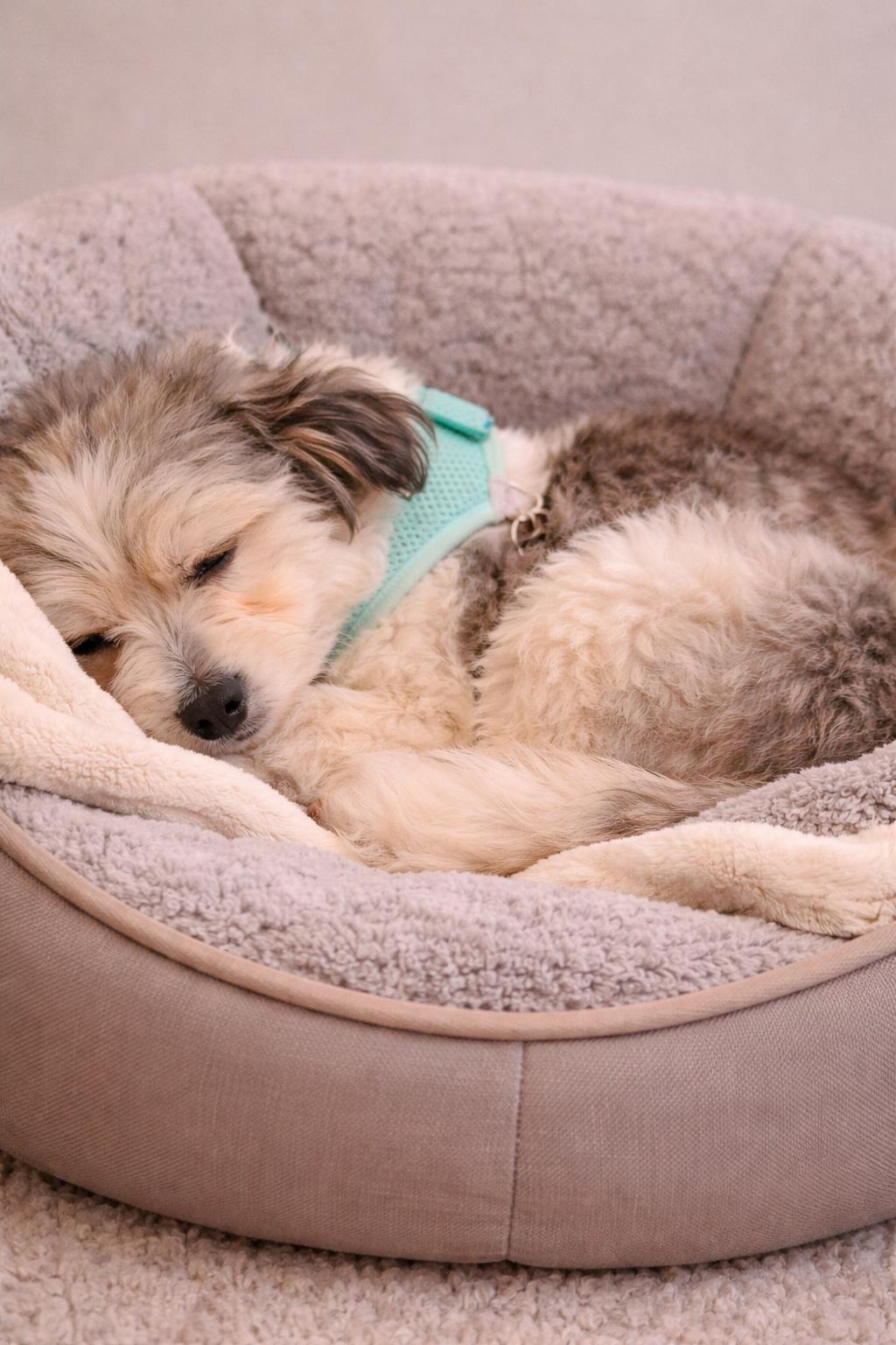 Enlarge Quinn in Romulus, Michigan (near Detroit, Ann Arbor, Dearborn), an adopted Havanese in Livonia, MI image 2/5