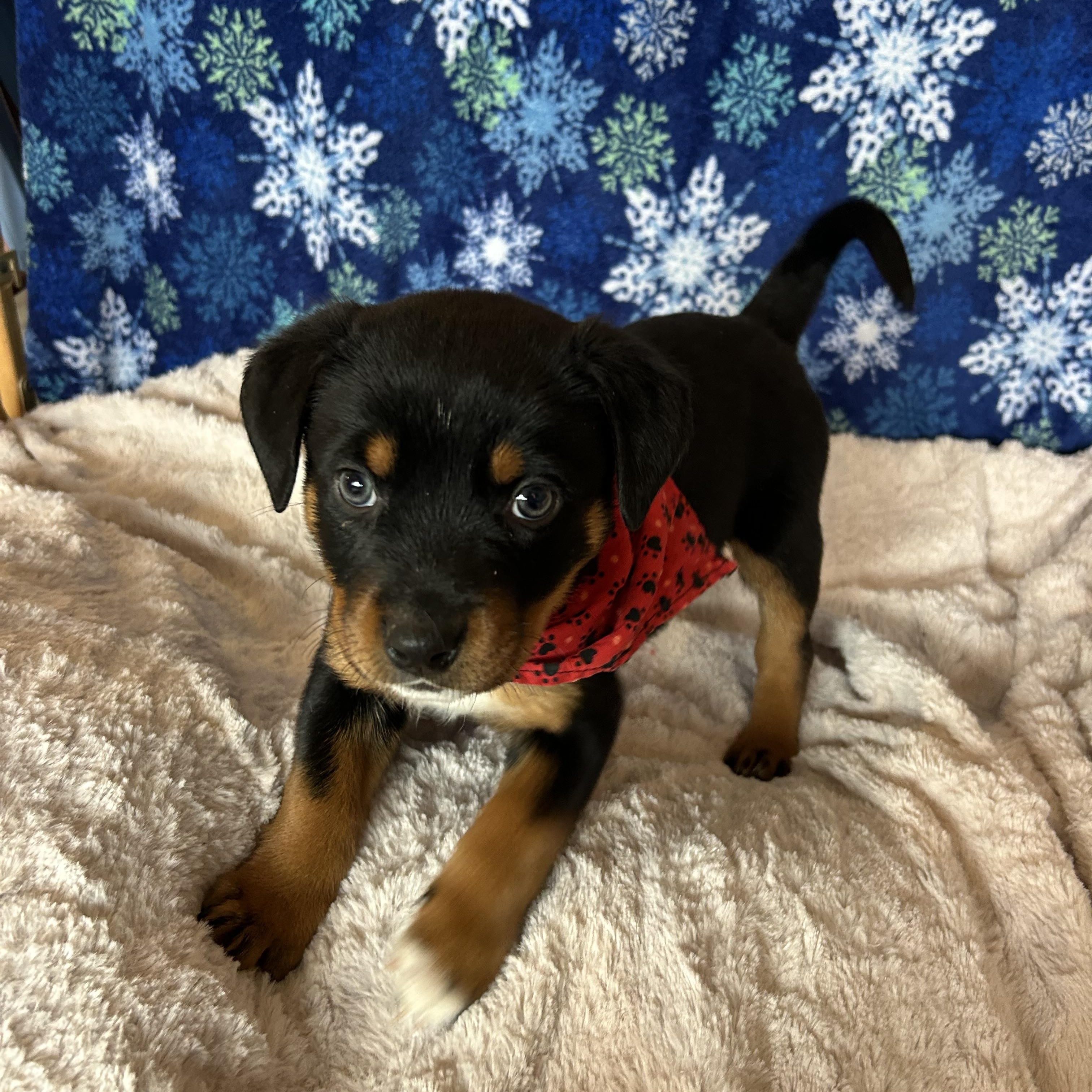 Zeus, Adoptable, Puppy Male Shepherd & Rottweiler.
