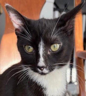 Anika (+Sibling), a Adoptable Domestic Short Hair in Richmond Hill, ON image 2/3