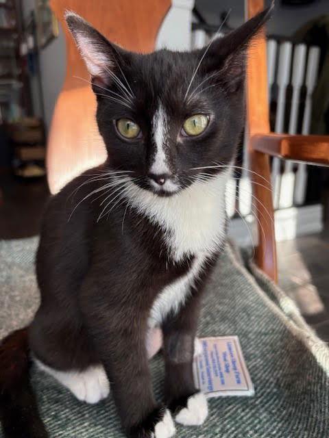 Anika (+Sibling), a Adoptable Domestic Short Hair in Richmond Hill, ON image 3/3