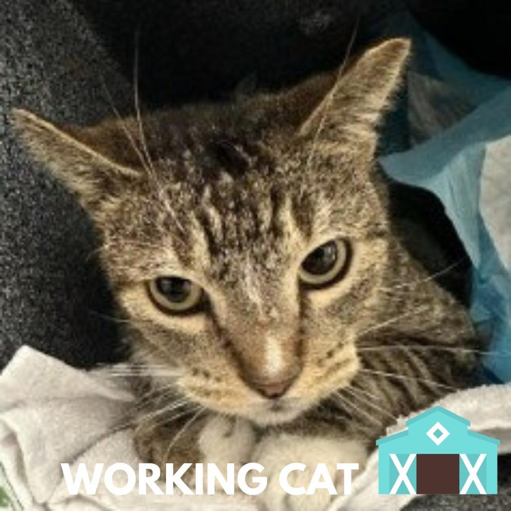 Enlarge Spades, a Adoptable Domestic Short Hair in Sarasota, FL image 1/1