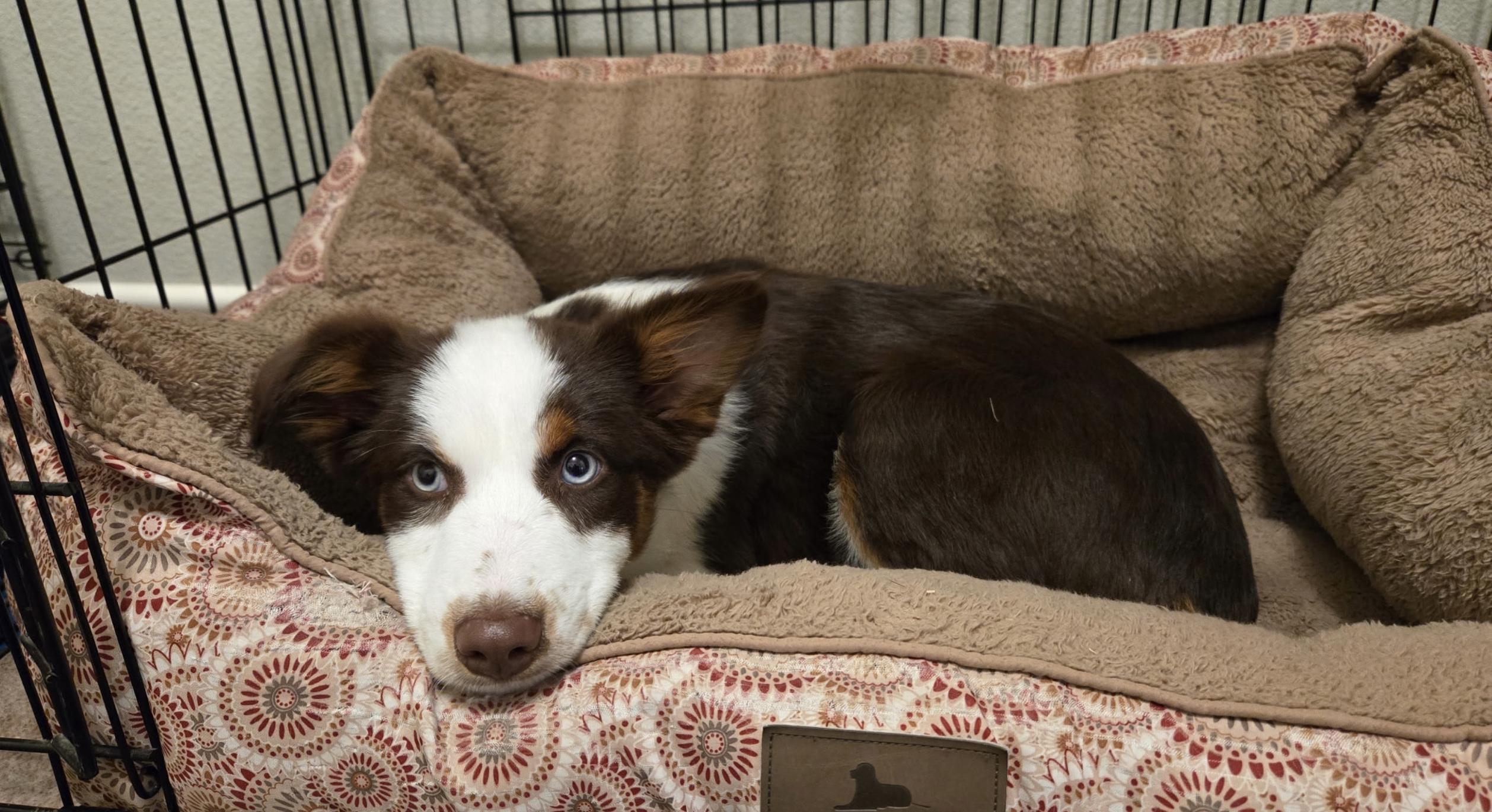 Biff Tannen, Adoptable, Puppy Female Australian Shepherd.