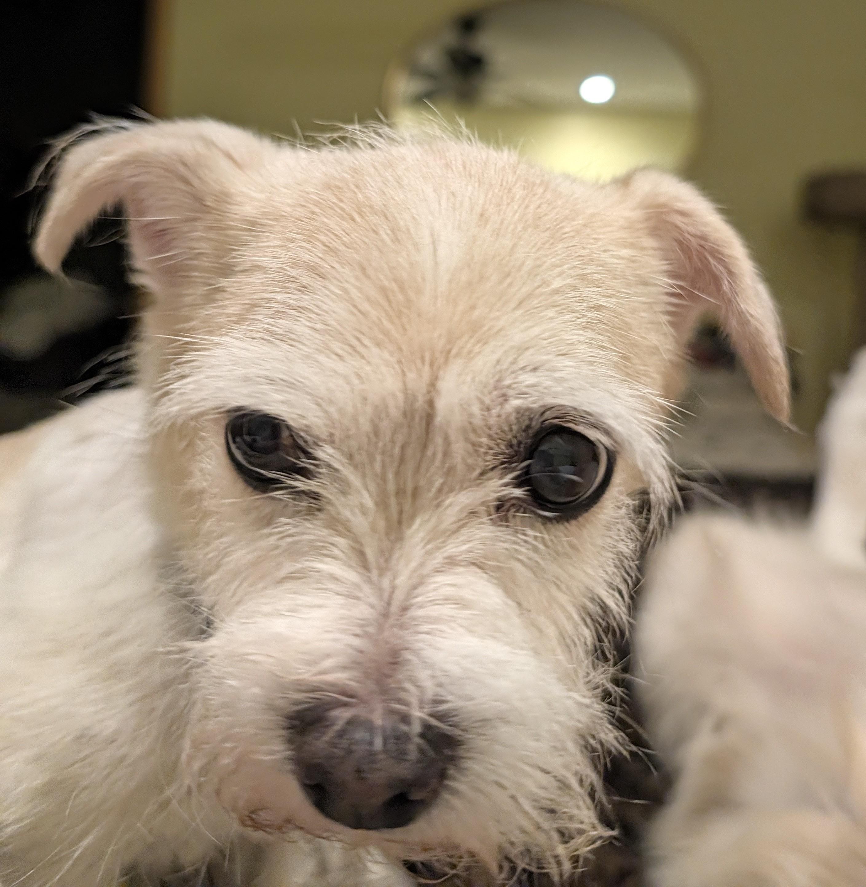 Honeybunch, Adoptable, Senior Female Maltese & Mixed Breed.