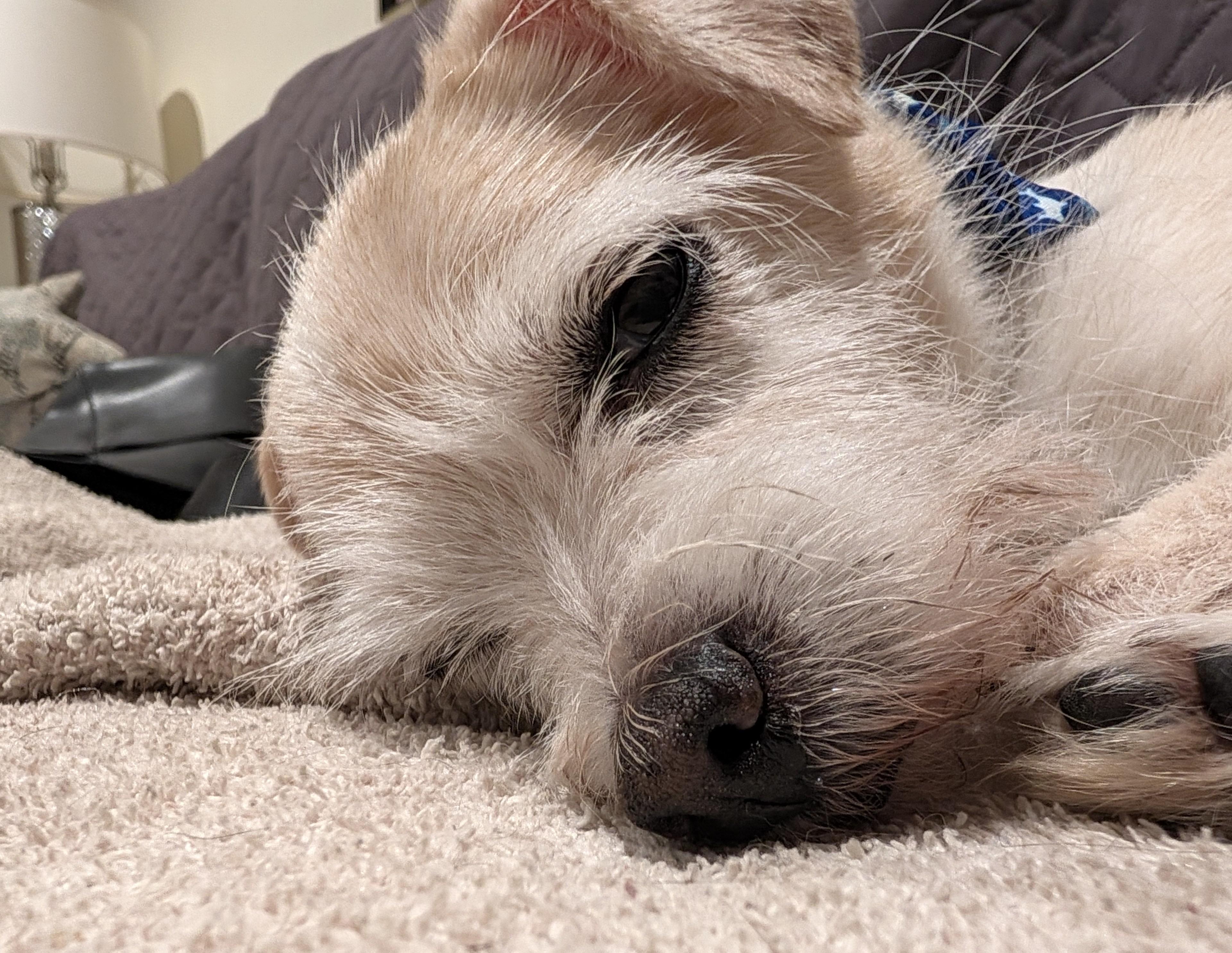 Enlarge Honeybunch, a Adoptable mixed breed in Palatine, IL image 2/3