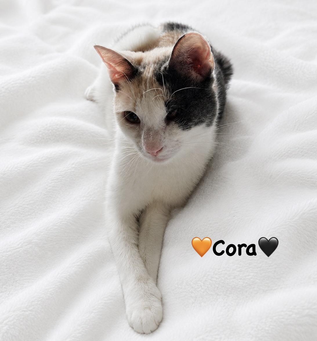 Enlarge Sweet Cora, a ADOPTABLE Calico in Copley, OH image 1/3