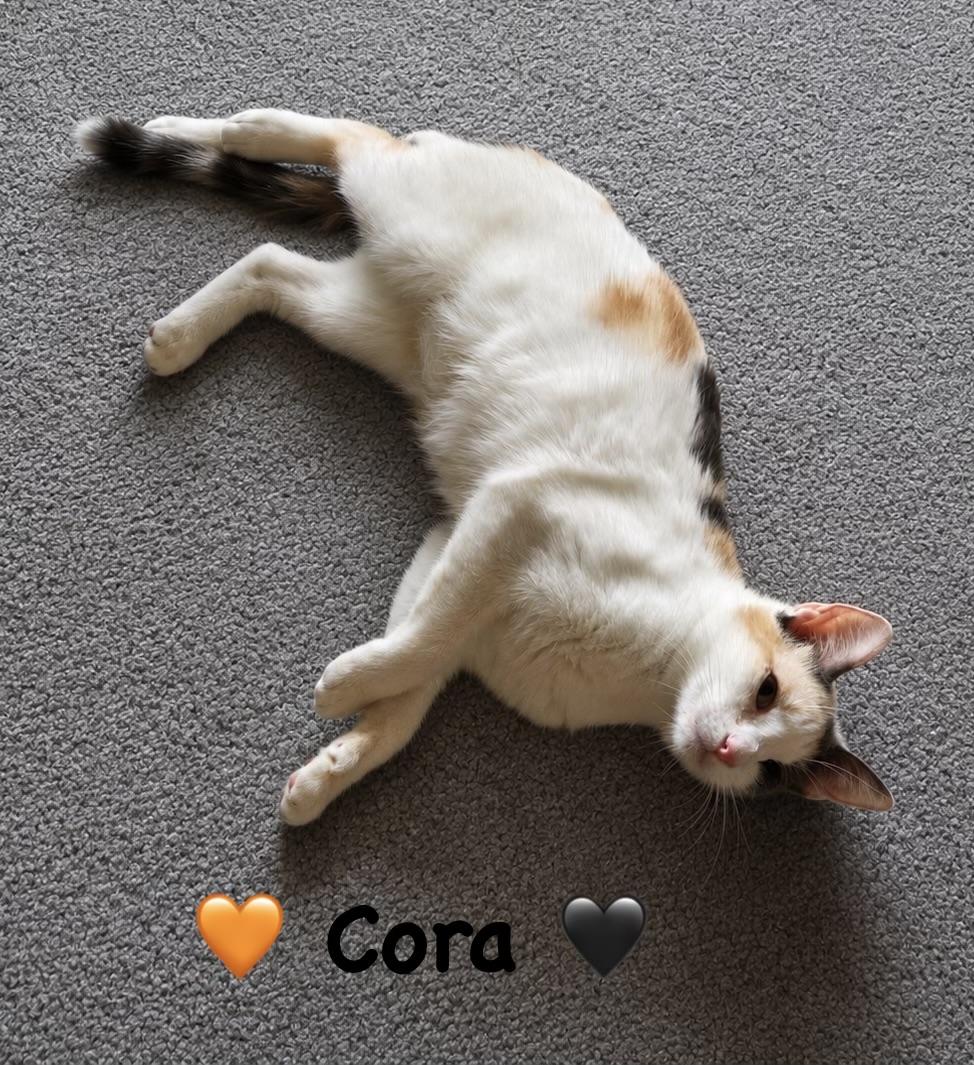 Enlarge Sweet Cora, a ADOPTABLE Calico in Copley, OH image 3/3