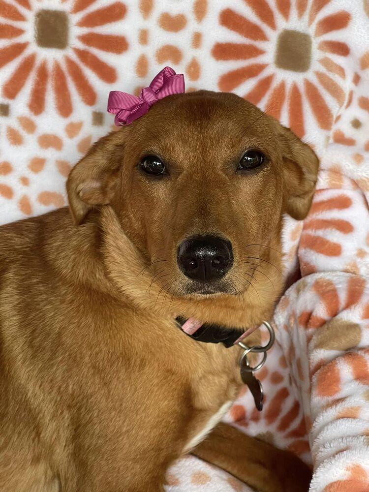 Enlarge Marley, a Adoptable Hound in New York, NY image 1/3