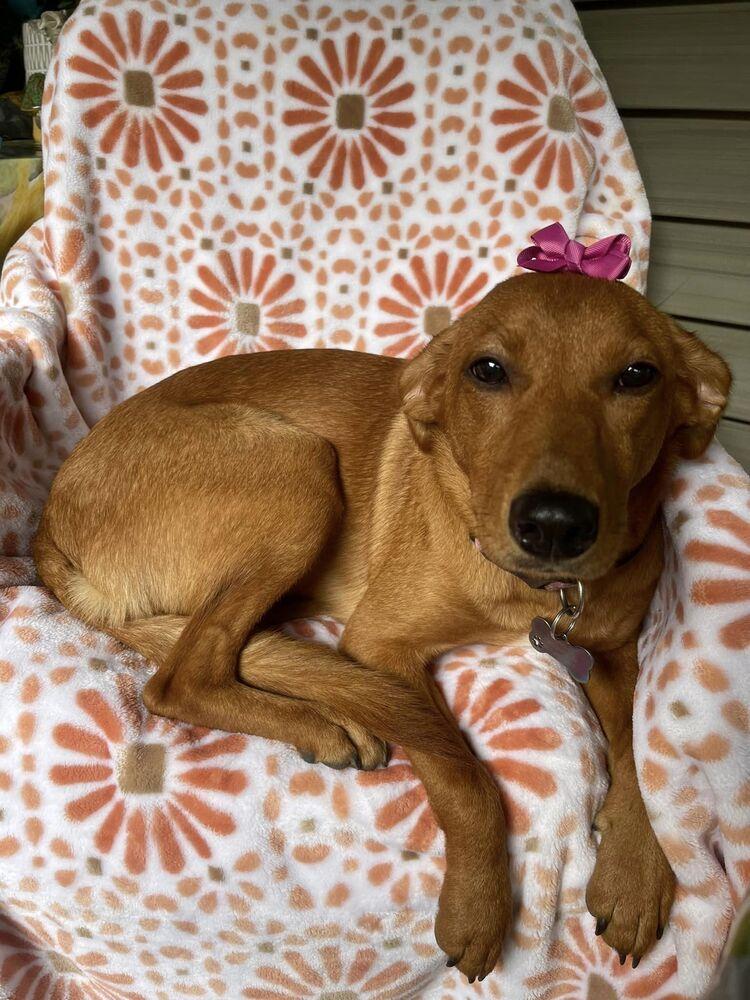 Enlarge Marley, a Adoptable Hound in New York, NY image 2/3