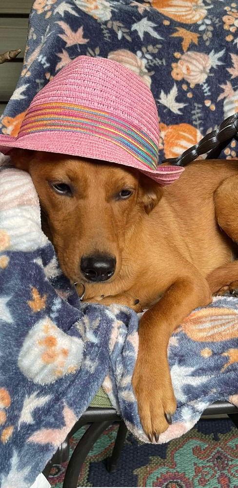 Enlarge Marley, a Adoptable Hound in New York, NY image 3/3