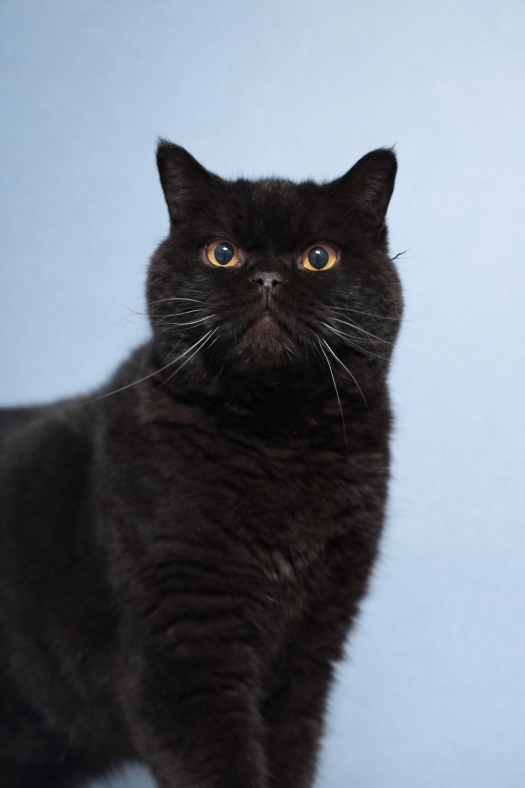 Enlarge Elvis, a ADOPTABLE Scottish Fold in Old Bridge, NJ image 1/1