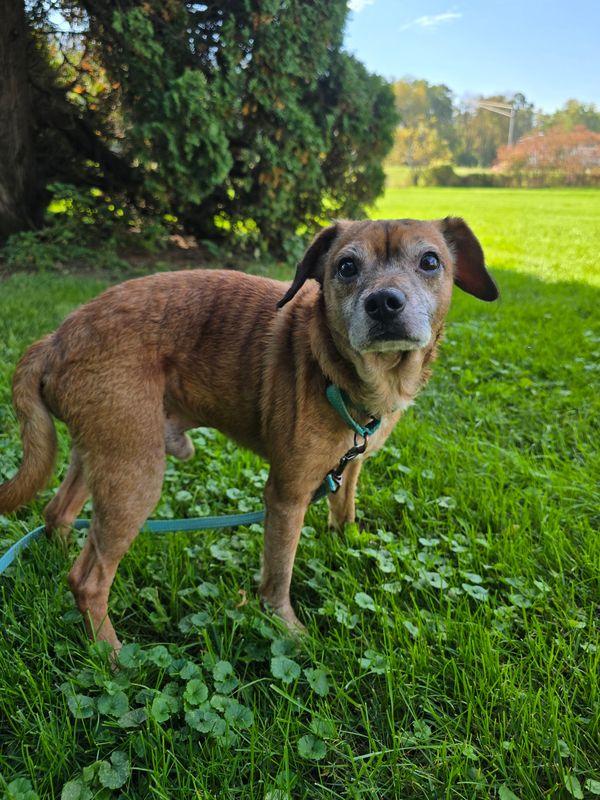 Enlarge Bob, a Adopted mixed breed in Williamsport, PA image 1/1