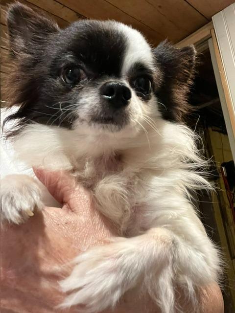 Clyde, Adoptable, Senior Male Chihuahua.
