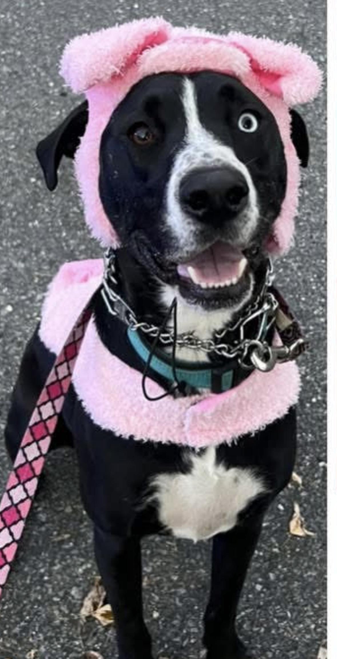 Cecelia, a Adoptable mixed breed in Madison, VA image 1/4