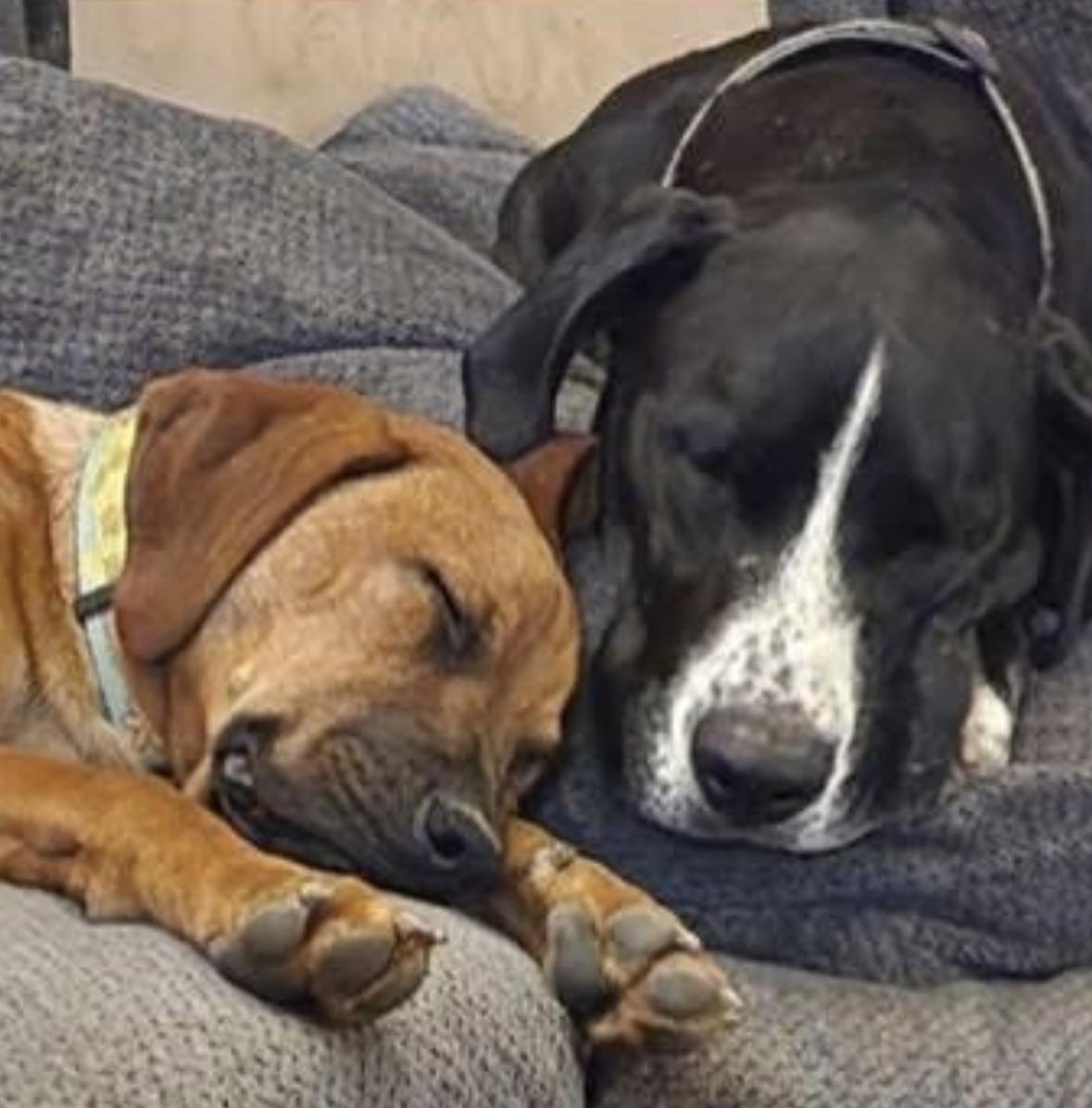 Cecelia, a Adoptable mixed breed in Madison, VA image 4/4