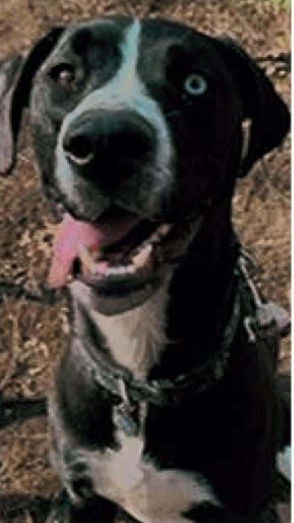 Cecelia, a Adoptable mixed breed in Madison, VA image 3/4