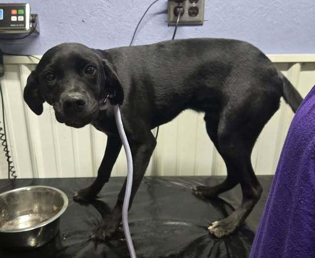 Scooter, Adoptable, Young Male Labrador Retriever.