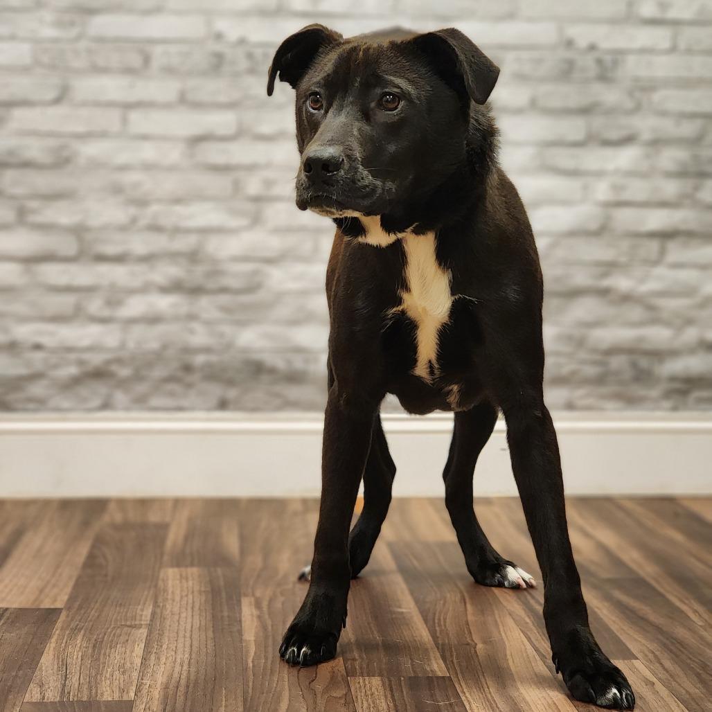 Sirius, Adoptable, Young Male Labrador Retriever & Mixed Breed.
