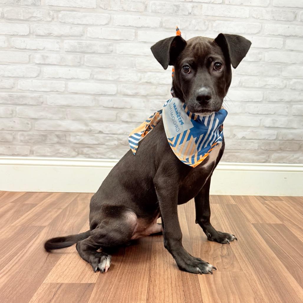 Enlarge Sirius, a Adoptable mixed breed in Montgomery, AL image 2/3