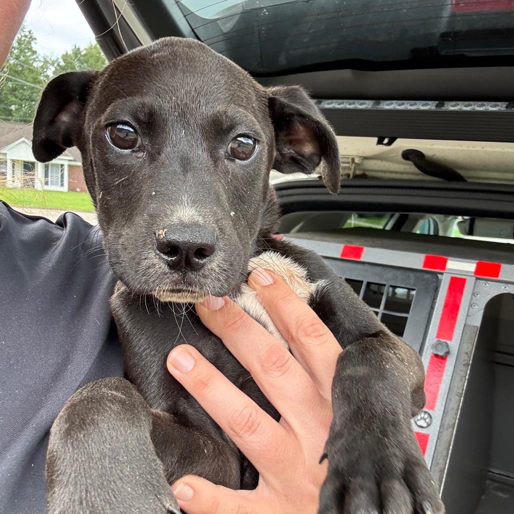 Enlarge Sirius, a Adoptable mixed breed in Montgomery, AL image 3/3