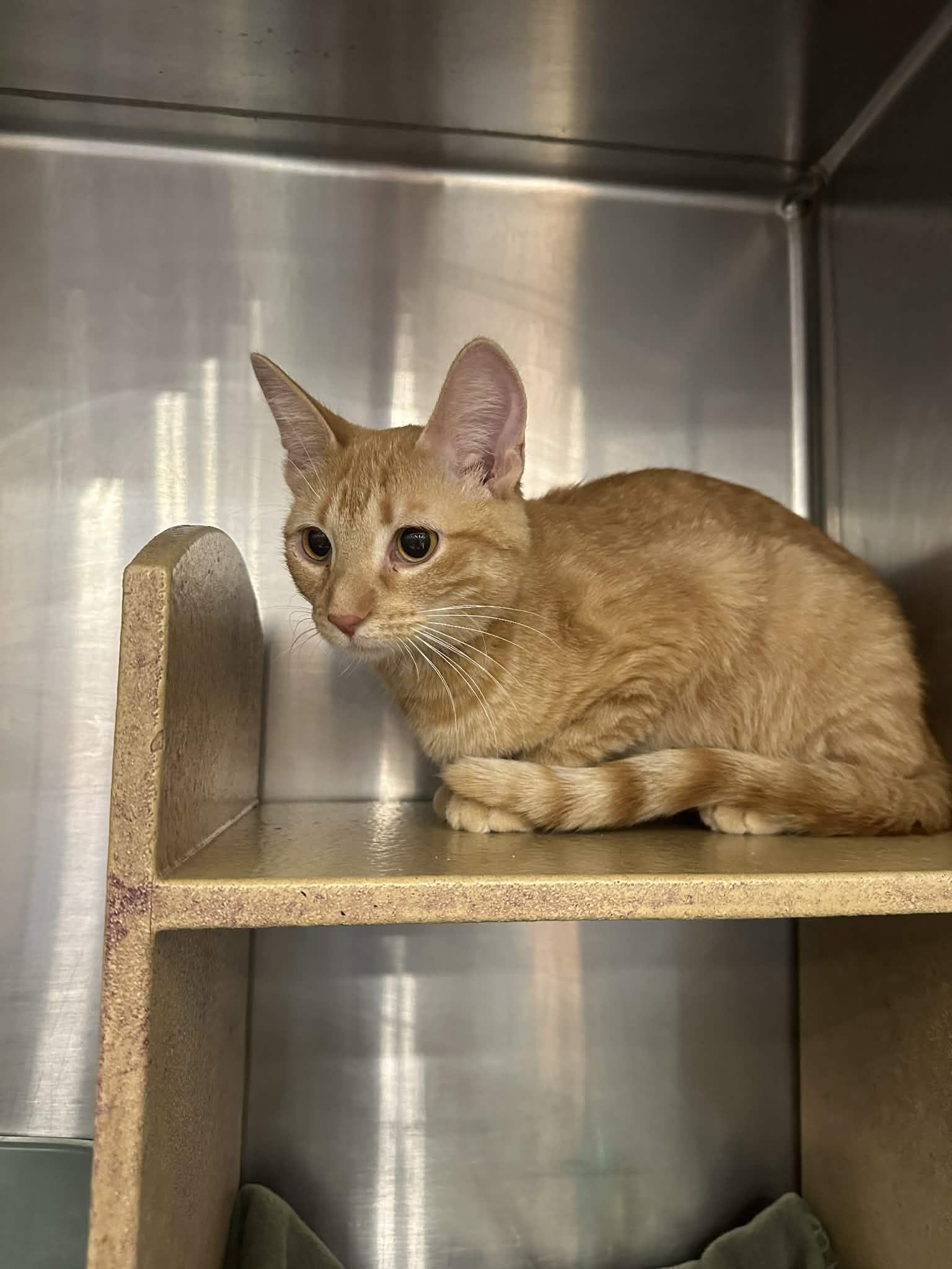 Topaz, a Adoptable mixed breed in Peoria, IL image 2/3