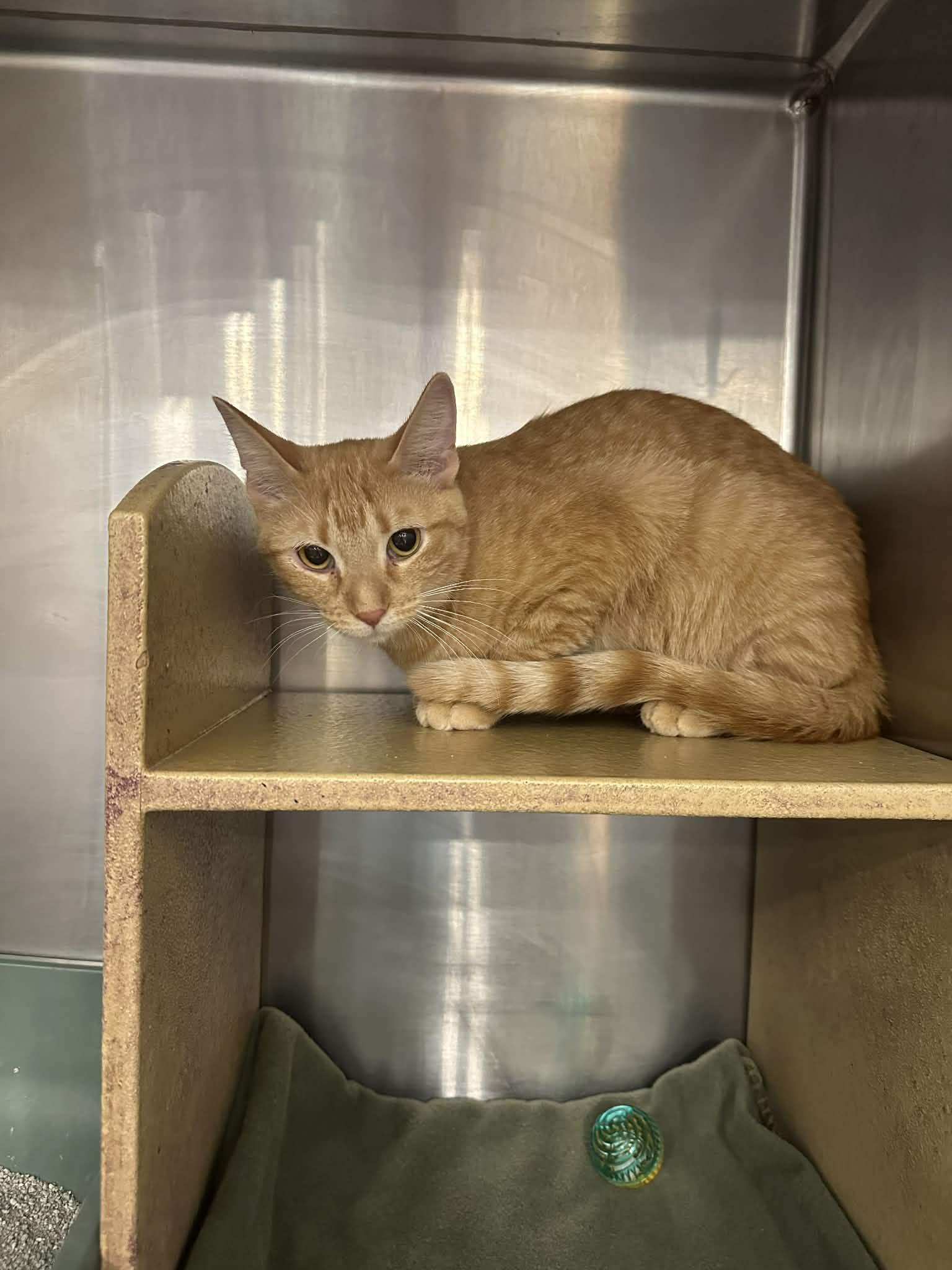 Topaz, a Adoptable mixed breed in Peoria, IL image 3/3