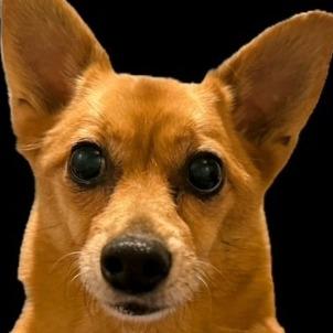 Enlarge Diego, a Adoptable Mixed Breed in Williston, FL image 1/1